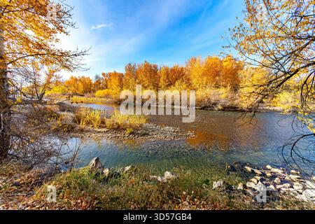 Herbstfarbe am Boise River Idaho Stockfoto
