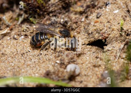 Küstenblattschneiderbiene (Megachile maritima) beim Ausgraben einer Nestgräbe in Küstensanddünen, Kenfig NNNR, Wales, Großbritannien, Juli. Stockfoto