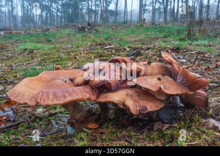 Gruppe der Honigpilze, Armillaria ostoyae Stockfoto
