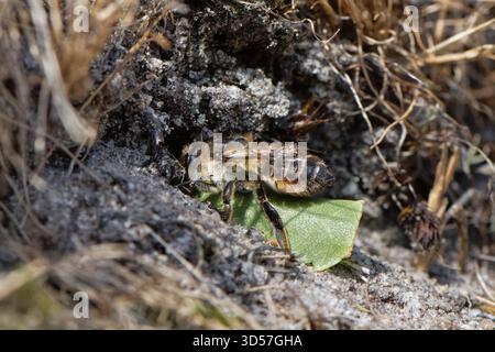 Küstenblattschneiderbiene (Megachile maritima), die ihren Graben in sandiger Heidefläche mit einem geschliffenen Blattkreis eindringt, um eine Nestzelle zu säumen, Dorset, Großbritannien, August. Stockfoto
