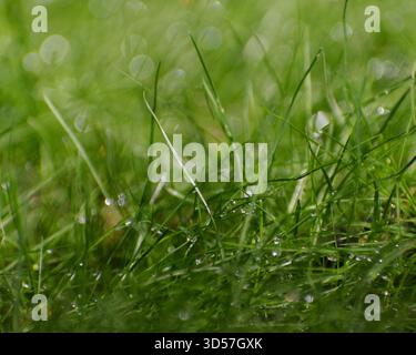 Regen fällt auf grüne Grashalme Stockfoto
