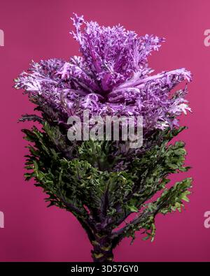 Violette dekorative Grünkohl-Blume auf rosa Hintergrund Stockfoto