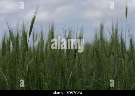 Grüner Weizen mit blauem Himmel mit Wolken Stockfoto