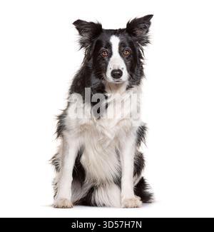 Studio-Aufnahme von entzückendem Border Collie, der auf weißem Hintergrund sitzt Stockfoto
