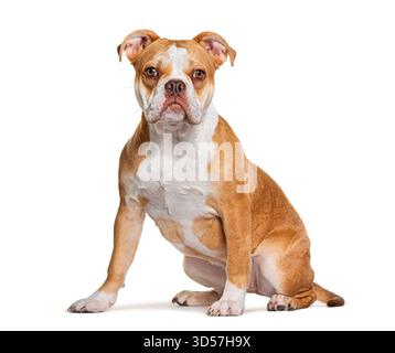 amerikanischer Tyrann sitzt und blickt in die Kamera, isoliert auf weiß Stockfoto