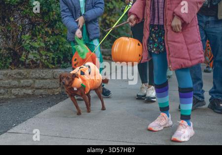 Ein kleiner brauner Hund trägt ein Kürbiskostüm während eines Spaziergangs Stockfoto