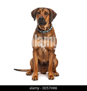 Studio-Aufnahme eines rhodesian ridgeback-Hundes, der vor weißem Hintergrund sitzt Stockfoto