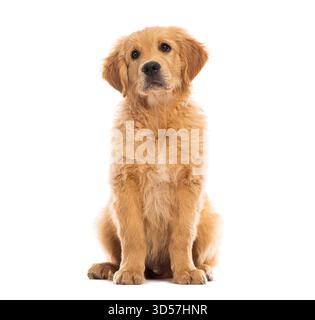 Studio-Aufnahme eines drei Monate alten, süßen goldenen Retriever-Welpen, der sitzt und vorwärts blickt, isoliert auf weiß Stockfoto