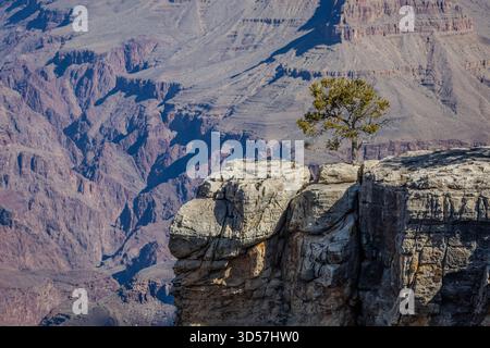 Ein Strukturbaum an der Kante Stockfoto