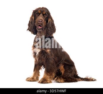 Schokoladischer englischer Cocker Spaniel sitzend und aufschauend, isoliert auf weiß Stockfoto