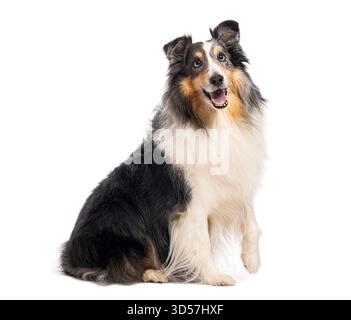 Shetland-Schäferhund sitzt und blickt mit offenem Mund auf weißem Hintergrund auf Stockfoto