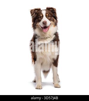 Glücklicher australischer Schäferhund stehend und keuchend, isoliert auf weißem Hintergrund Stockfoto