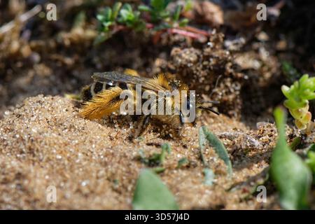 Pantaloon-Biene (Dasypoda hirtipes) Weibchen mit zottelförmigem Scopa auf ihren Hinterbeinen beim Ausgraben einer Nesthöhle in Küstensanddünen, Kenfig NNNR, Wales, Großbritannien. Stockfoto