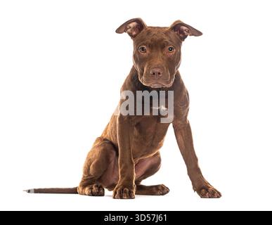 Schokoladenbraune Farbe amerikanischer Pitbull Terrier Welpe sitzt und posiert auf weißem Hintergrund Stockfoto