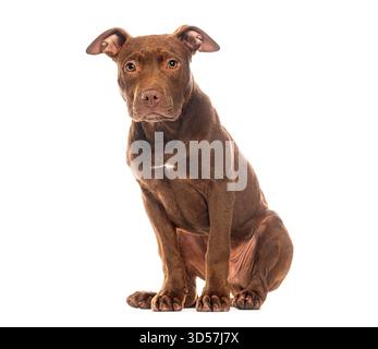 Schokoladenbraune Farbe amerikanischer Pitbull Terrier Welpe sitzt und blickt nach vorne auf einem weißen Hintergrund Stockfoto