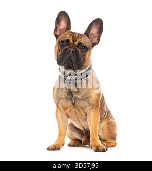 Bezaubernde französische Bulldogge sitzt und trägt einen Nietenkragen, isoliert auf weißem Hintergrund Stockfoto