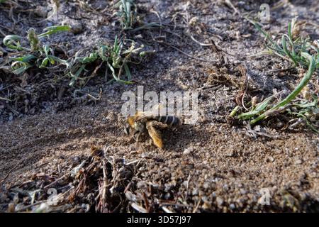 Pantaloon-Biene (Dasypoda hirtipes) Weibchen mit zottelförmigem Scopa auf ihren Hinterbeinen beim Ausgraben einer Nesthöhle in sandiger Heide, Dorset, Großbritannien, Juli. Stockfoto