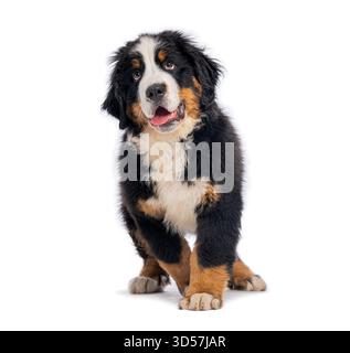 Der entzückende, drei Monate alte berner berner berner berner-berghund-Welpe steht und blickt neugierig auf einem weißen Hintergrund nach oben Stockfoto