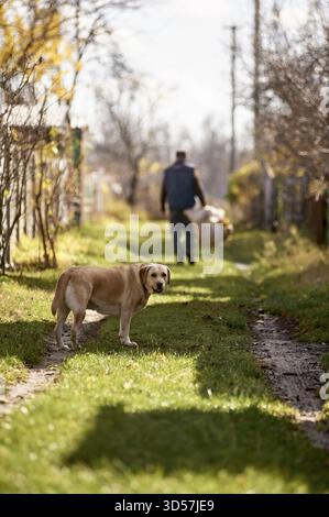 Labrador Dog steht auf einer grasbewachsenen Dorfstraße Stockfoto