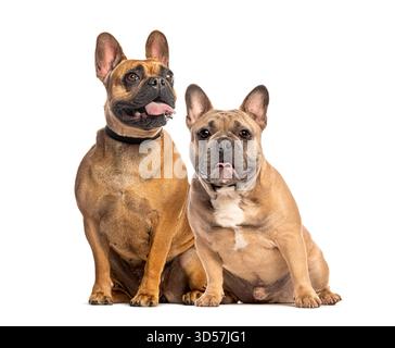 Zwei französische Bulldoggen sitzen und keuchen, genießen einen Moment der Ruhe auf einem sauberen weißen Hintergrund Stockfoto