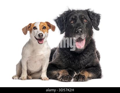 Studio-Aufnahme von zwei Hunden, einem Jack-russell-Terrier und einem gemischten Hund, der auf weißem Hintergrund keucht Stockfoto