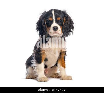 Entzückender Kavalier-König charles Spaniel-Welpe sitzt vor weißem Hintergrund Stockfoto