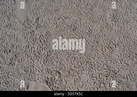 Nahaufnahme aus trockenem Sand, bedeckt mit unzähligen kleinen natürlichen Mustern und Drucken. Organische Texturen schaffen einen detaillierten Hintergrund, der für die Natur geeignet ist Stockfoto