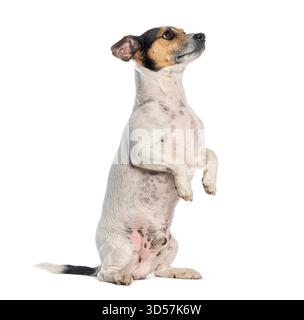 Jack russell Terrier steht auf Hinterbeinen, blickt nach oben, isoliert auf weißem Hintergrund Stockfoto