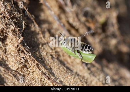 Silberne Blattschneider-Biene (Megachile leachella), die in Sanddünen zum Nisten fliegt, mit einem geschliffenen Blattkreis, um ihr Nest zu säumen, Kenfig NNNR, Wales, Vereinigtes Königreich Stockfoto
