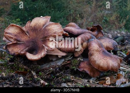 Gruppe der Honigpilze, Armillaria ostoyae Stockfoto