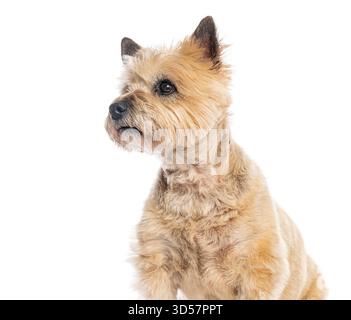 Cairn Terrier blickt hoch, isoliert auf weiß Stockfoto