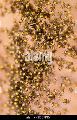 Gartenspinnen Araneus diadematus Stockfoto