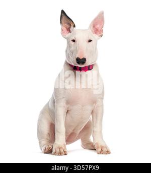 Studio-Aufnahme eines süßen weißen englischen Bullterrier-Welpen mit rosa Kragen, der auf weißem Hintergrund sitzt Stockfoto