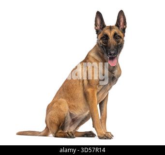 Belgischer Schäferhund Malinois, der auf weißem Hintergrund sitzt und keucht Stockfoto