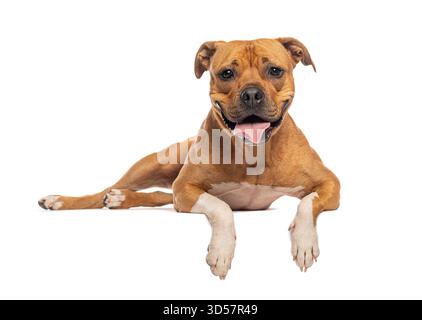 Glücklicher amerikanischer staffordshire Bullterrier, der sich liegend und keuchend auf weißem Hintergrund isoliert hat Stockfoto