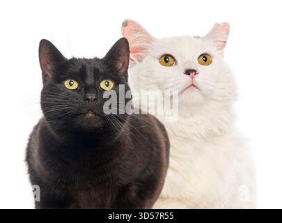 Zwei Katzen, eine schwarze und eine weiße, schauen neugierig auf weißem Hintergrund nach oben Stockfoto