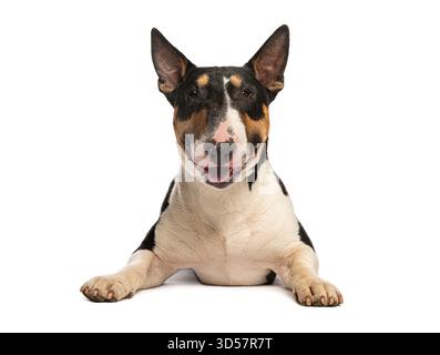 Bullterrier liegend, keuchend und blickend auf weißem Hintergrund nach vorne Stockfoto