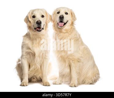 Zwei goldene Retriever-Hunde sitzen und keuchen, isoliert auf weißem Hintergrund Stockfoto