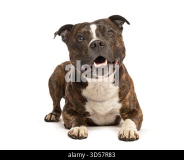 Der bezaubernde staffordshire Bullterrier liegt, hecht und blickt mit neugierigem Ausdruck auf Stockfoto