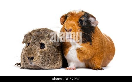 Braune und orangene Meerschweinchen sitzen zusammen auf einem nahtlosen weißen Hintergrund Stockfoto