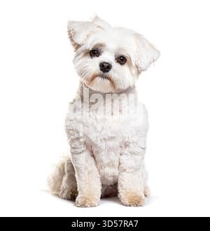 Niedlicher weißer maltesischer Hund, der auf weißem Hintergrund sitzt und posiert Stockfoto