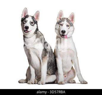 Zwei sibirische Husky-Welpen sitzen zusammen und keuchen, isoliert auf weißem Hintergrund Stockfoto