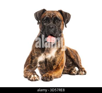 Boxerhund liegend mit der Zunge auf weißem Hintergrund Stockfoto