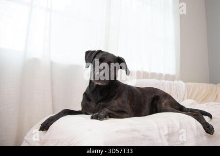 Brindle labrador Mischlingshund, der auf einem Sofa liegt, das mit einem Bettlaken bedeckt ist, durch ein Fenster Stockfoto