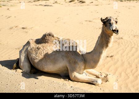 Nahaufnahme eines lachenden Kamels in der Wüste, Dubai, VAE Stockfoto