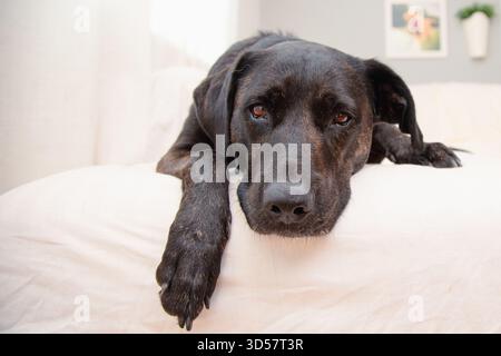 Nahaufnahme eines Brindle labrador Mischhundes, der auf einem Bett liegt Stockfoto