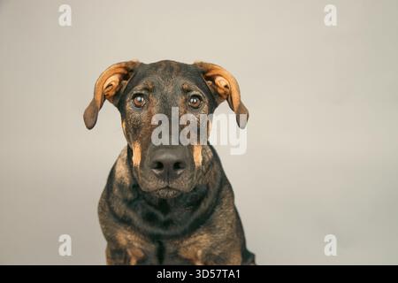 Porträt eines Dobermanns, deutscher Hirtenmischhund, der vor grauem Hintergrund sitzt Stockfoto