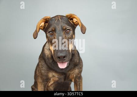 Porträt eines Dobermanns, deutscher Hirtenmischhund, der vor grauem Hintergrund sitzt Stockfoto