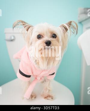 Porträt eines süßen Teetassen-Yorkie-Hundes in einem rosa Morgenmantel, der auf einem Toilettensitz steht Stockfoto