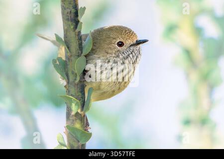 Nahaufnahme eines wilden braunen Dornschnabels (Acanthiza pusilla), der auf einem Öfen-Flechtzweig (Acacia pravissima) thront, Australien Stockfoto